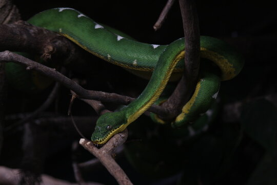 Serpent