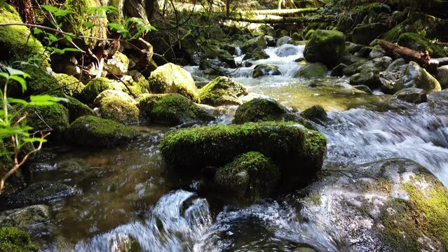 Temperate rainforest in BC