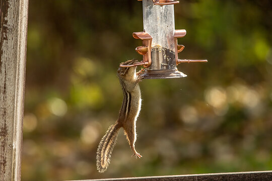 Chipmunk Tries To Get Seeds