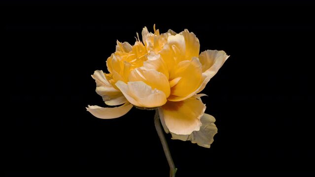 Beautiful yellow Peony background. Blooming peony flower open, time lapse 4K UHD video timelapse. Easter, birthday, spring, Valentine's day, holidays concept