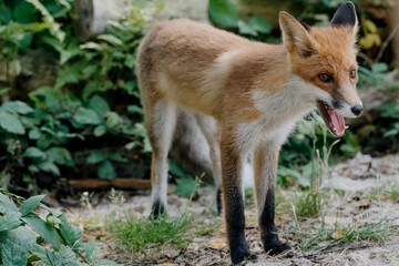 Naklejka na ściany i meble Red fox (Vulpes vulpes) in natural forest environment. Photo from Slowinski National Park, Poland