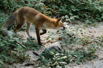 Red fox (Vulpes vulpes) in natural forest environment. Photo from Slowinski National Park, Poland