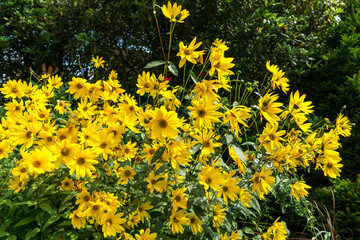 Group of yellow Daises in East Grinstead