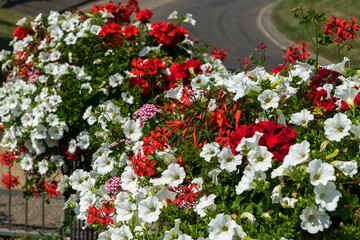 Fototapeta na wymiar Hanging baskets of floweres during the East Grinstead in Bloom event