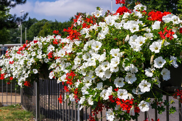 Hanging baskets of floweres during the East Grinstead in Bloom event
