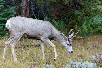 Naklejka na ściany i meble Mule Deer, Odocoileus hemionus, in Wyoming
