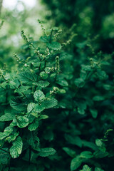 Fototapeta na wymiar Mint or spearmint green plant growing in the garden outdoor.