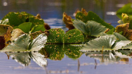 Alaska Pond Lily Pad Leaves