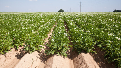 Fototapeta na wymiar Potato plantations grow in the field on a spring sunny day. Organic vegetables. Agricultural crops. Landscape. Agriculture.
