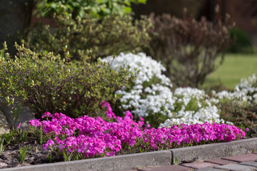 Creeping phlox (Phlox subulata) or moss phlox ground cover blooming plant on the alpine flowerbed.