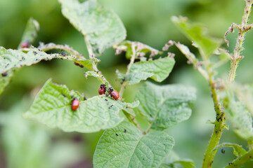 The larvae of Colorado beetle on potato leaves.