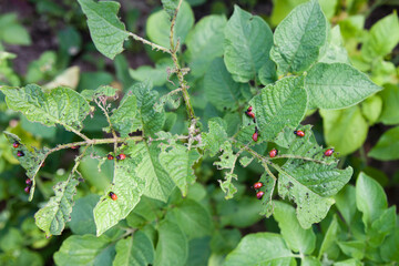 The larvae of Colorado beetle on potato leaves.
