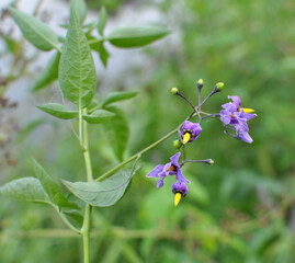 Solanum bitter (Solanum dulcamara) grows in nature