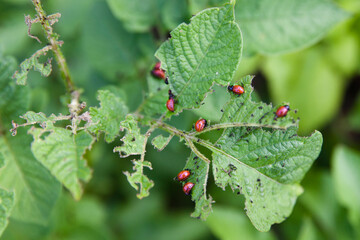 larvae of Colorado beetle on potato leaves. Garden pests.
