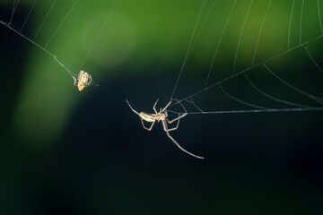 Spider and its prey in the web