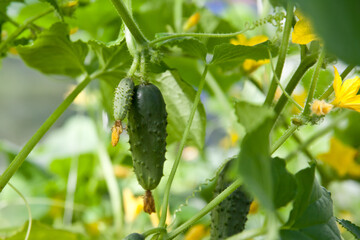 The growth and blooming of greenhouse cucumbers