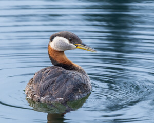 Red-necked Grebe in Alaska