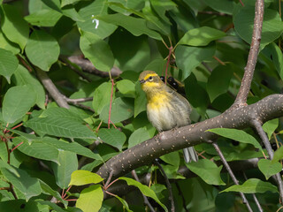 A Townsend's Warbler in Alaska