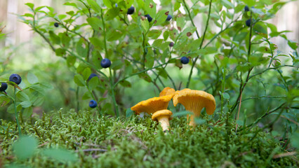 Beautiful landscape in the forest in the morning. Mushrooms in the forest. Edible mushrooms grow on moss. Chanterelle mushroom close-up.