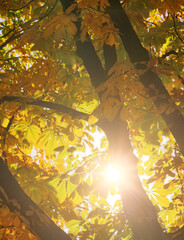 sunlight through autumn trees leaves