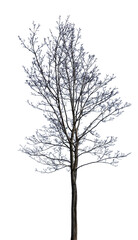 small maple with bare branches on white