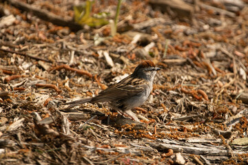 sparrow on the ground