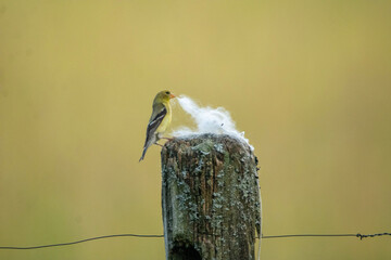 Finch on a rail collecting nesting material