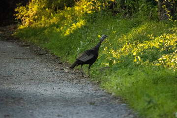 Wild American Turkey 