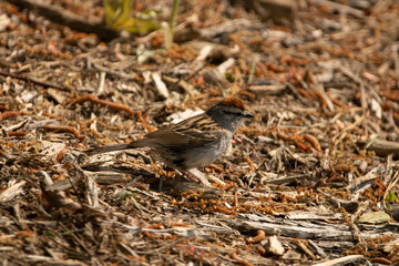 sparrow on the ground