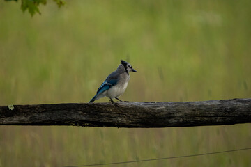 Blue Jay on a wooden fence