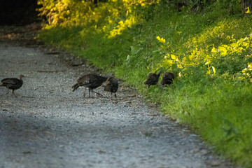 Turkeys on the ground