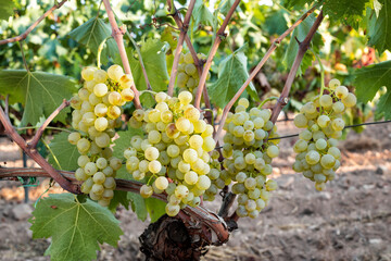 Vermentino grapes. Bunches of ripe white grapes on the seedling. Agriculture.