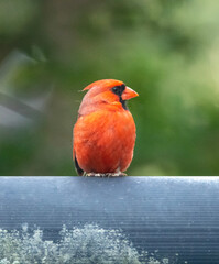 cardinal on a mailbox