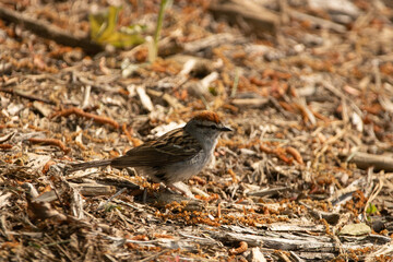 sparrow on the ground