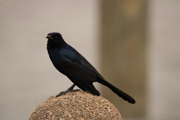 blackbird on a branch