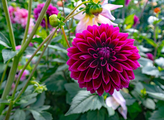 A large meadow where thousands of colorful dahlia flowers in several variants can be viewed and admired.- 526572954