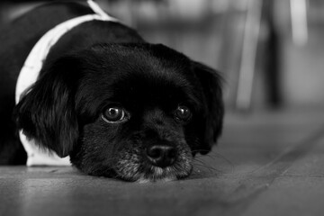 black and white dog