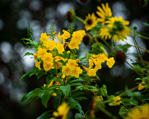 yellow flowers in the garden