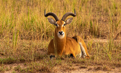 Antilope 2