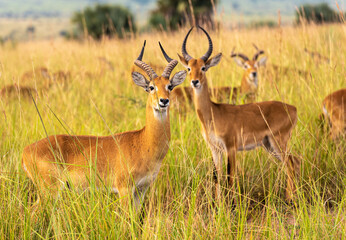 Antilope