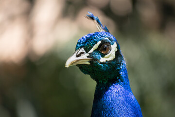 Obraz premium Peacock in Belèm