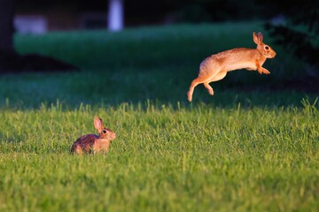 View of the jumping rabbits in the green field on a sunny day © Mo Belue/Wirestock Creators