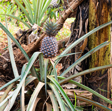 Ananas