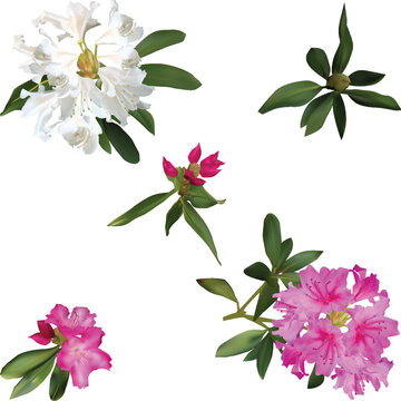 light rhododendron flowers isolated on white
