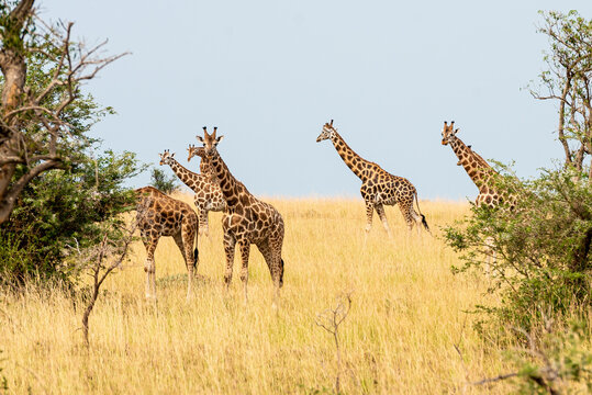 Giraffe 1