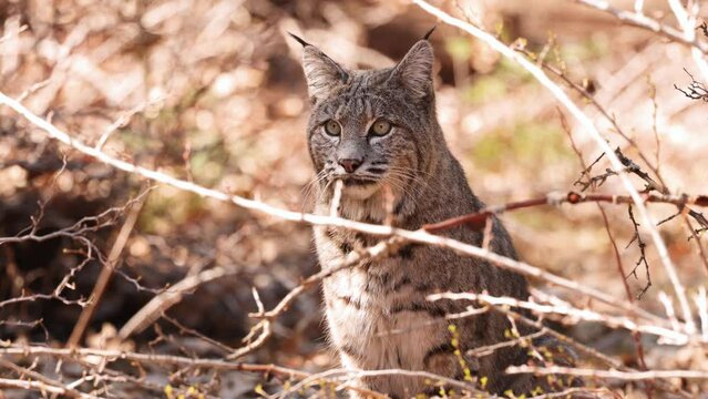 Wild Bobcat in Yosemite National Park in California