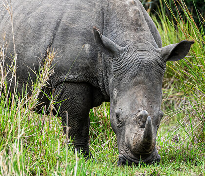 Nashorn