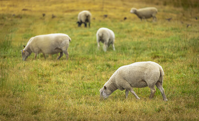 Naklejka na ściany i meble Sheep at the local farm. A group of sheep on a pasture. A small herd of sheep in a summer meadow