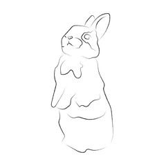 Cute little rabbit, bunny, black and white line art, one line art