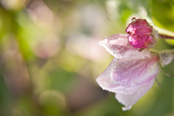 Half opened flower buds of apple tree on a green background in springtime. Stock Photo